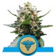 Royal Medic - Royal Queen Seeds